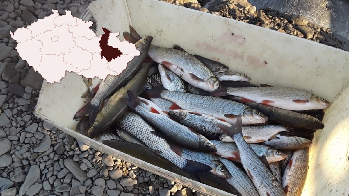 „Obrovská pohroma.“ Chemikálie v Bečvě dál zabíjí desítky tisíc ryb